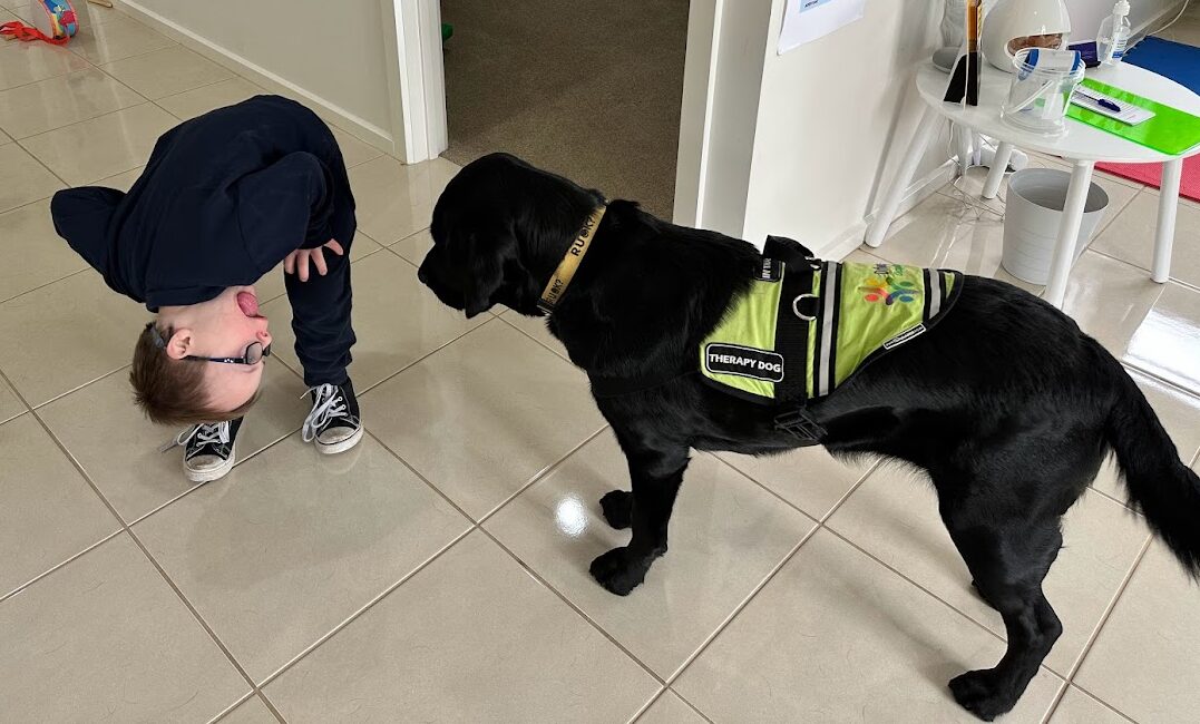 Willow, our assisted therapy dog being entertained by a boy